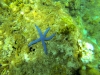 G0051060