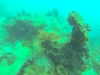 GOPR1115
